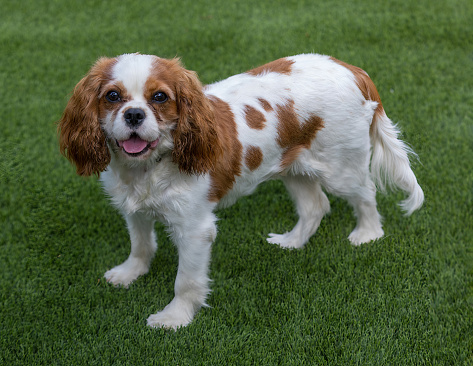 1-Year-Old Blenheim (chestnut and white) King Charles Spaniel Female Puppy. Off-leash dog park in Northern California.