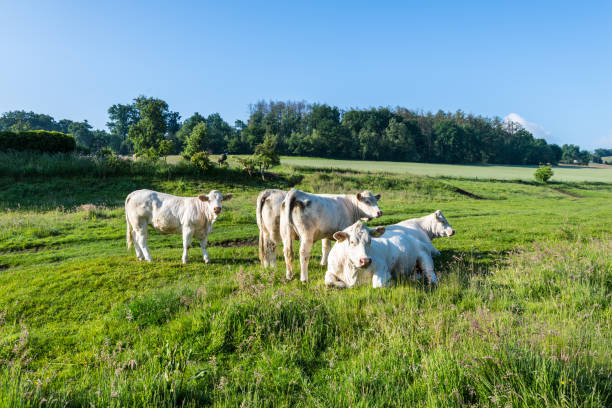 istock Rural landscape with cows in a German countryside 1696616942