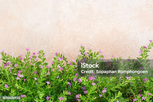 Spring floral green leaves bush on stucco wall , flat lay, top view valentines background