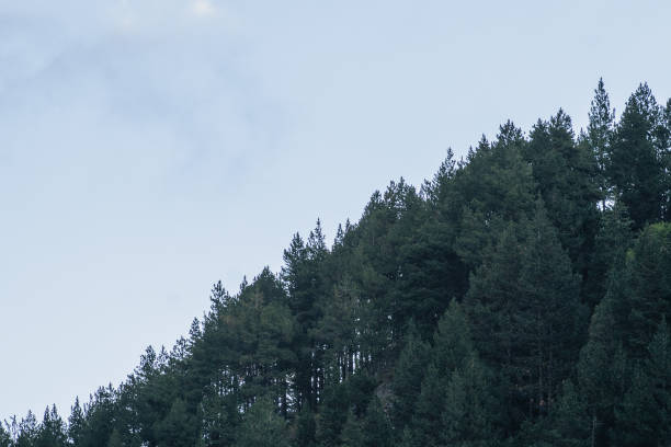 istock Forests in the Andorra Mountains in the Pyrenees. 1696620882