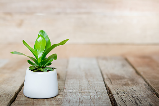 Houseplant - Indoor Pot plants on wooden table with blurred wooden wall background