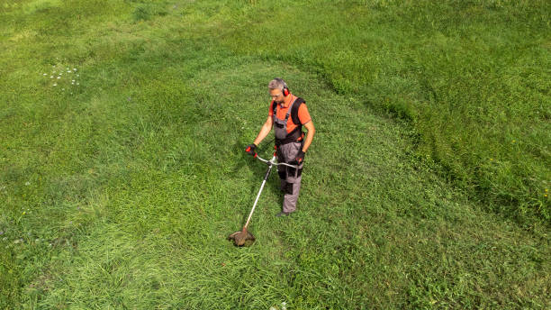 istock High angle view of modern gardener mows the grass with lawn mower. Space for copy 1696627894