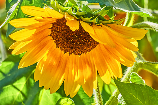 sunflower in the backlight
