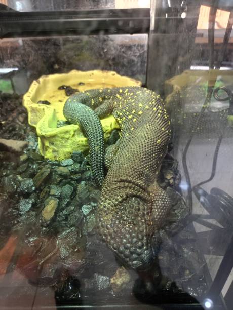 istock Reptile chameleon in a zoo tank 1696628464