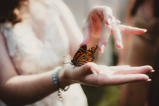 Monarch butterfly held by young woman Bride holding a monarch butterfly in her hand woman holding butterfly stock pictures, royalty-free photos & images