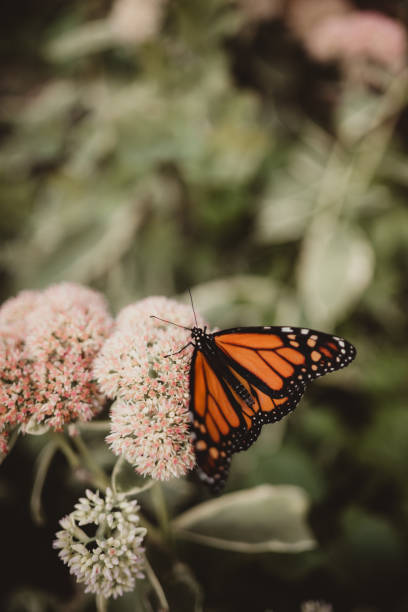 istock Monarch butterfly with wings spread on a flower 1696629117