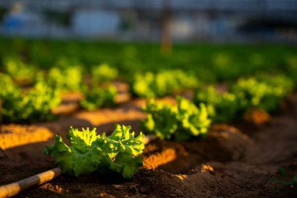 perkembangan teknologi pertanian