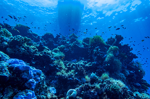 Diving on the reef in the Red Sea, view of the boat from below. Yanbu, Saudi Arabia