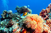 Beautiful anemone hosts a clownfish, Red Sea off Yanbu, Saudi Arabia