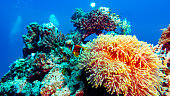 Beautiful anemone hosts a clownfish, Red Sea off Yanbu, Saudi Arabia