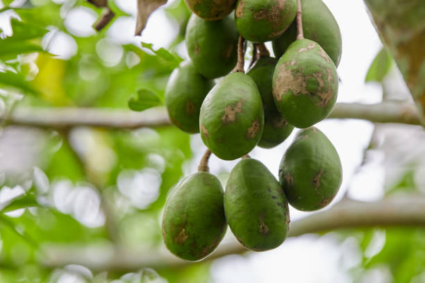 istock Fresh Elaeocarpus hygrophilus Kurz hanging on tree branch 1696672910