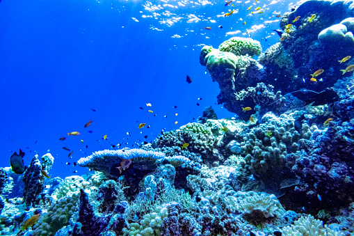 coral reef with hard corals and exotic fishes anthias at the bottom of tropical sea on blue water background