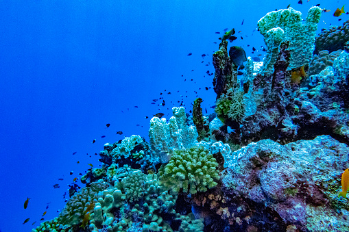 Scuba divers couple  near beautiful coral reef surrounded with shoal of coral fish and three yellow butterfly fish