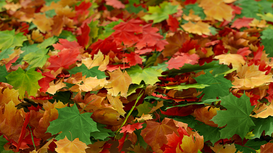 Autumn leaves background top view of maple leaves, digitally generated image.