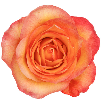 Orange rose flower isolated on white background.studio shot.