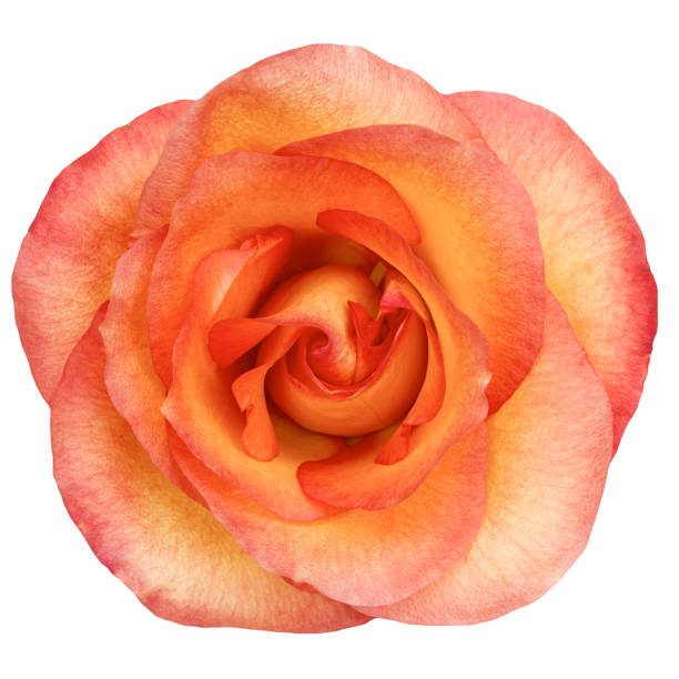istock Orange rose flower isolated on white background.studio shot. 1696686804