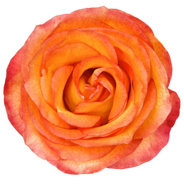 istock Orange rose flower isolated on white background.studio shot. 1696687141
