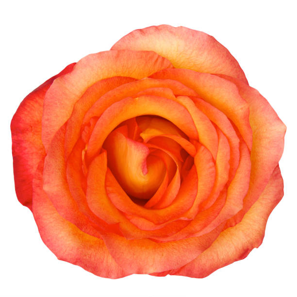 istock Orange rose flower isolated on white background.studio shot. 1696687142