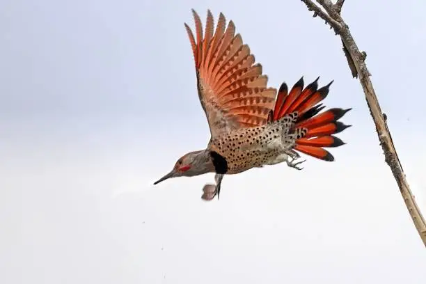 Photo of northern flicker started flying from a tree branch