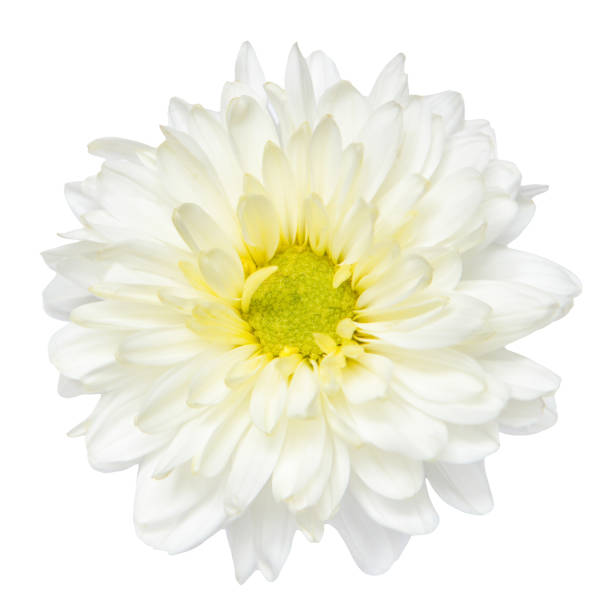 istock Top view of White Chrysanthemum flower isolated on white background. 1696687716