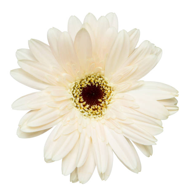 istock Top view of White Gerbera flower isolated on white background. 1696688239
