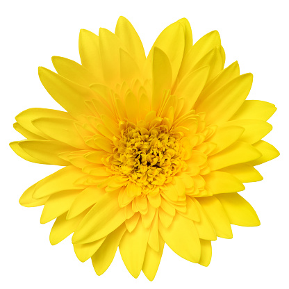Top view of Yellow Gerbera flower isolated on white background.