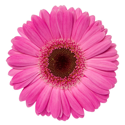 Pink gerbera isolated on white. Deep Focus. No dust. No pollen.