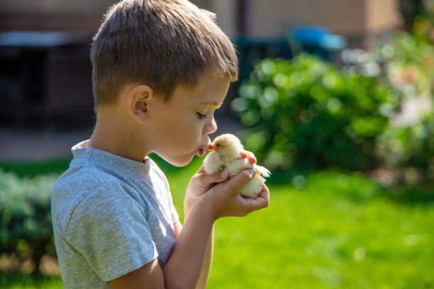 istock A child holds a chicken in his hands. A boy and a bird. 1696689796