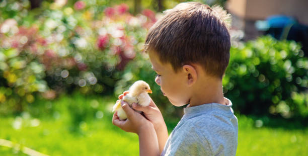 istock A child holds a chicken in his hands. A boy and a bird. 1696689798