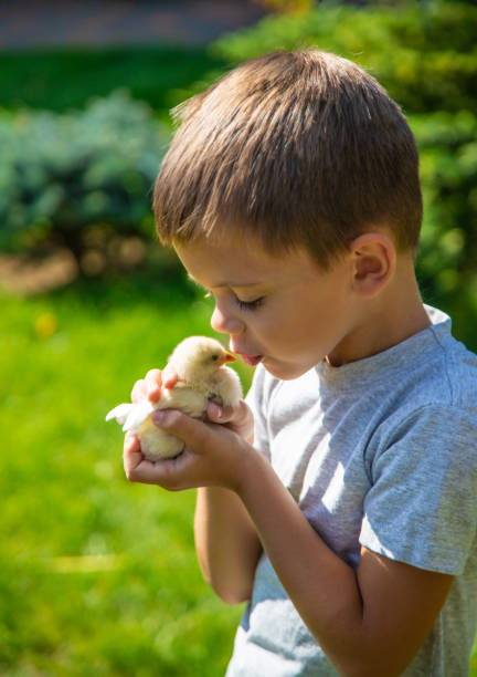 istock A child holds a chicken in his hands. A boy and a bird. 1696689799