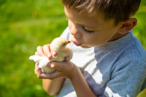 istock A child holds a chicken in his hands. A boy and a bird. 1696689802