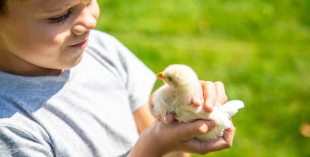 istock A child holds a chicken in his hands. A boy and a bird. 1696689806