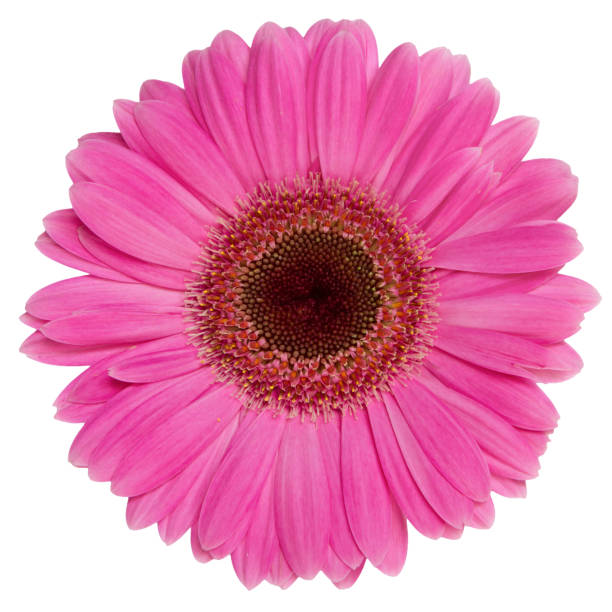 istock Top view of Pink Gerbera flower isolated on white background. 1696689809