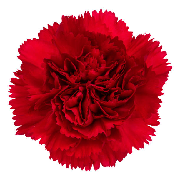 istock Top view of Red Carnation flower isolated on white background.studio shot. 1696690903