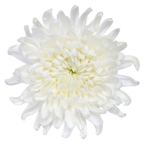 istock Top view of White Chrysanthemum flower isolated on white background. 1696691420