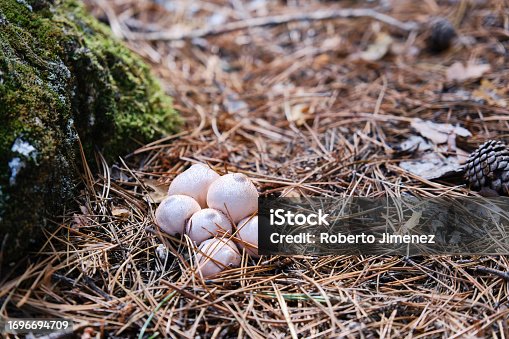 Cluster of common puffball mushrooms on forest floor.