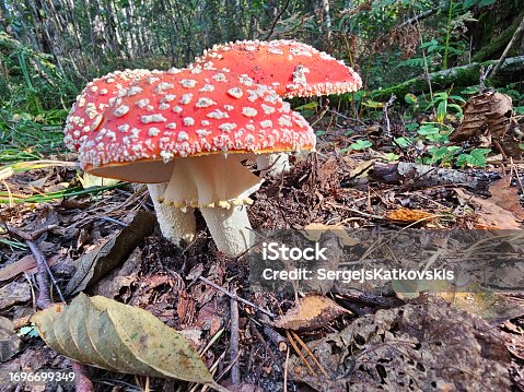 a fly agaric in the forest
