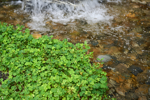 Clovers blooming by a gently flowing stream