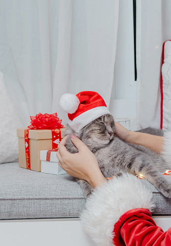 Christmas party at home on winter holiday. Woman wearing Santa together with dress up cat.