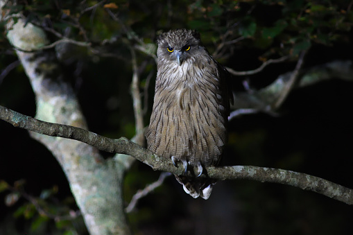 Blakiston's fish owl perches on a tree branch in Hokkaido.