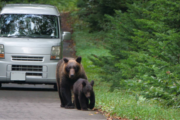 北海道知床半島の道路で車の前を歩くヒグマの家族。