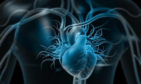 Human heart on blue color background. 3d illustration
