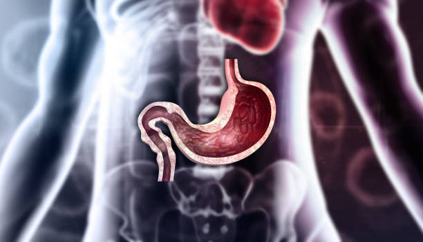 istock Human body stomach anatomy 1696720599