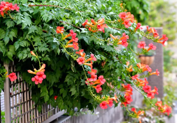 Campsis radicans, commonly called trumpet vine or trumpet creeper, is a dense, vigorous, multi-stemmed, deciduous, woody, clinging vine that attaches itself to structures and climbs by aerial rootlets. Clusters of red trumpet-shaped flowers appear throughout the summer (June to September). Flowers are followed by long, bean-like seed pods which split open when ripe, releasing numerous 2-winged seeds for dispersal by the wind.