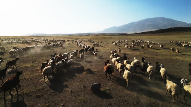 Herd Sheep