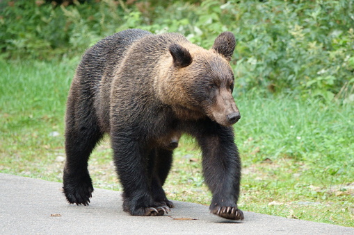 Brown bear walking on the road in Shiretoko Peninsula, Hokkaido.