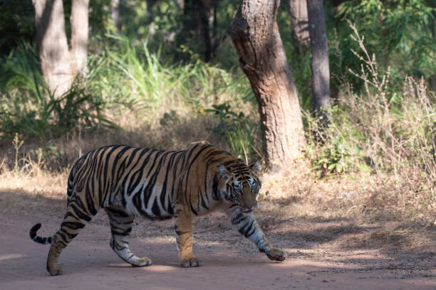 istock Tiger in the woods 1696741990