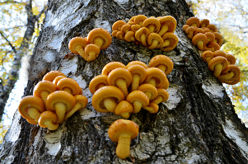 Pholiota aurivella yellow mushrooms on a birch tree bark. It is a species of fungus in the family Strophariaceae,native forest of New Zealand, Canada and United States.Selective focus.