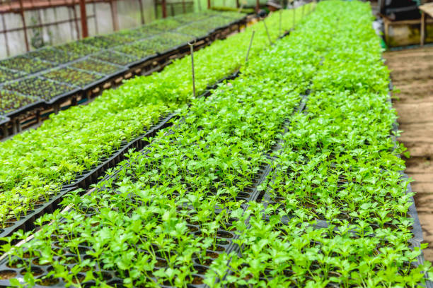 istock Celery vegetable growing greenhouse nursery plantation. 1696771373