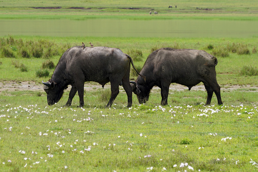 Buffalos in Ngorogoro National Park - Tanzania